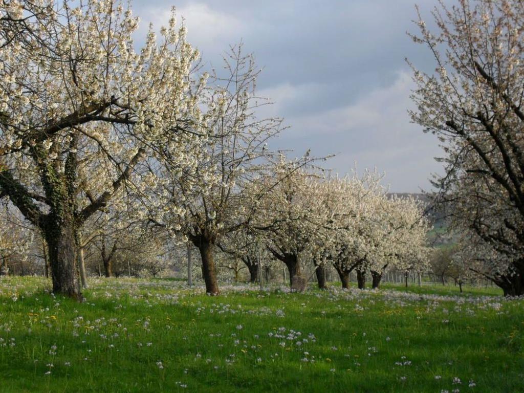 Haus Am Blauenbach Daire Schliengen Dış mekan fotoğraf